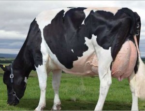 live-Friesian-Holstein-heifers-pregnant-cow-for