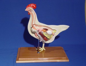 Domestic hen SMRL80 (VM027)
